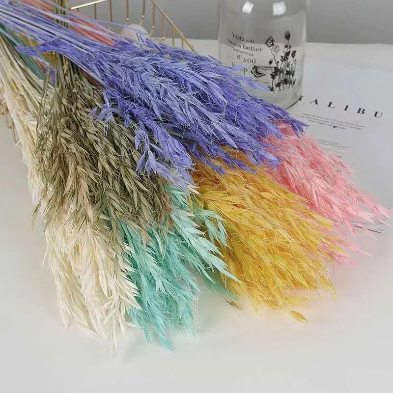 Bouquet d'avoine séché et emballé, 100g, H60-75cm
