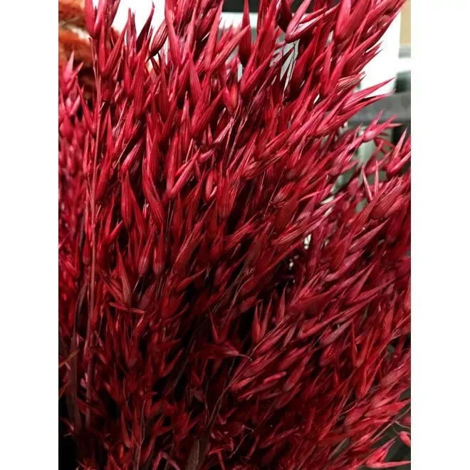 Bouquet d'avoine séché et emballé, 100g, H60-75cm