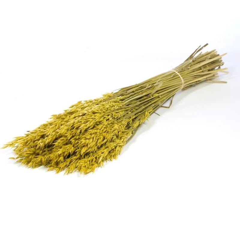 Bouquet d'avoine séché et emballé, 100g, H60-75cm