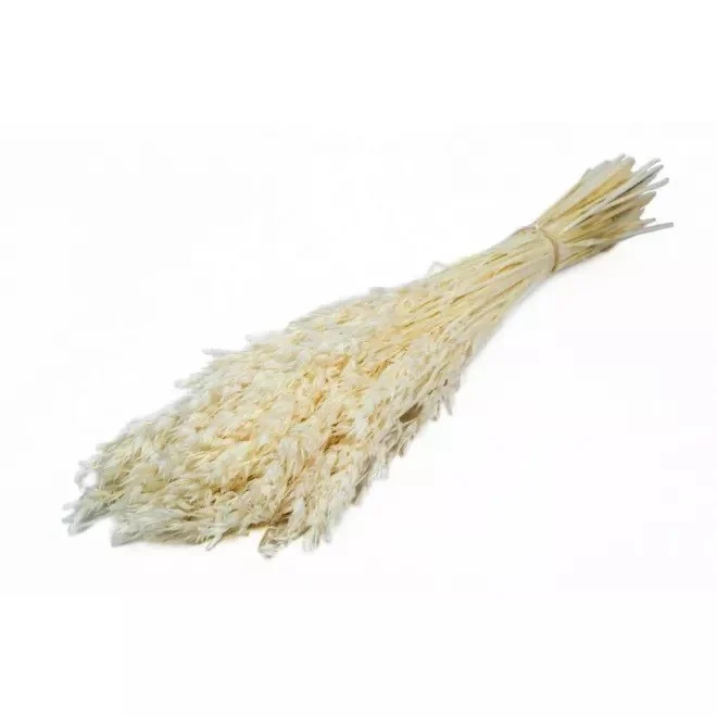 Bouquet d'avoine séché et emballé, 100g, H60-75cm