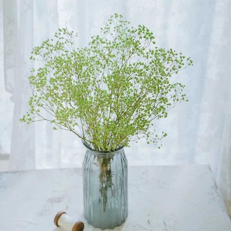 Bouquet de gypsophile séché et emballé, 100g, H75cm