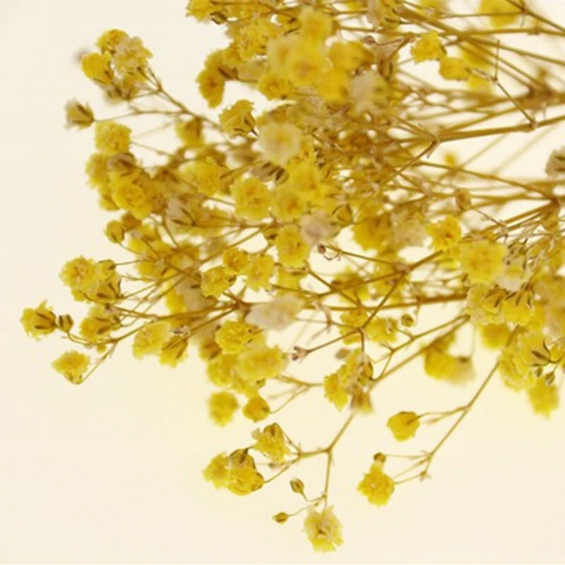 Bouquet de gypsophile séché et emballé, 100g, H75cm