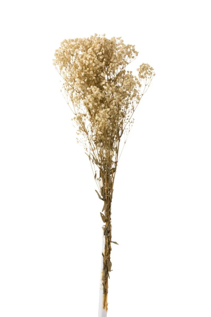 Bouquet de gypsophile séché et emballé, 100g, H75cm