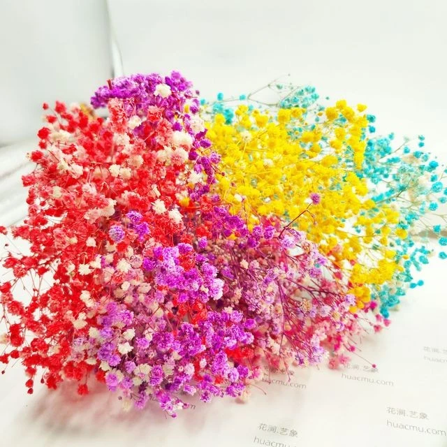 Bouquet de gypsophile séché et emballé, 100g, H75cm