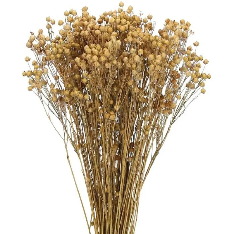 Bouquet de gypsophile séché et emballé, 100g, H75cm